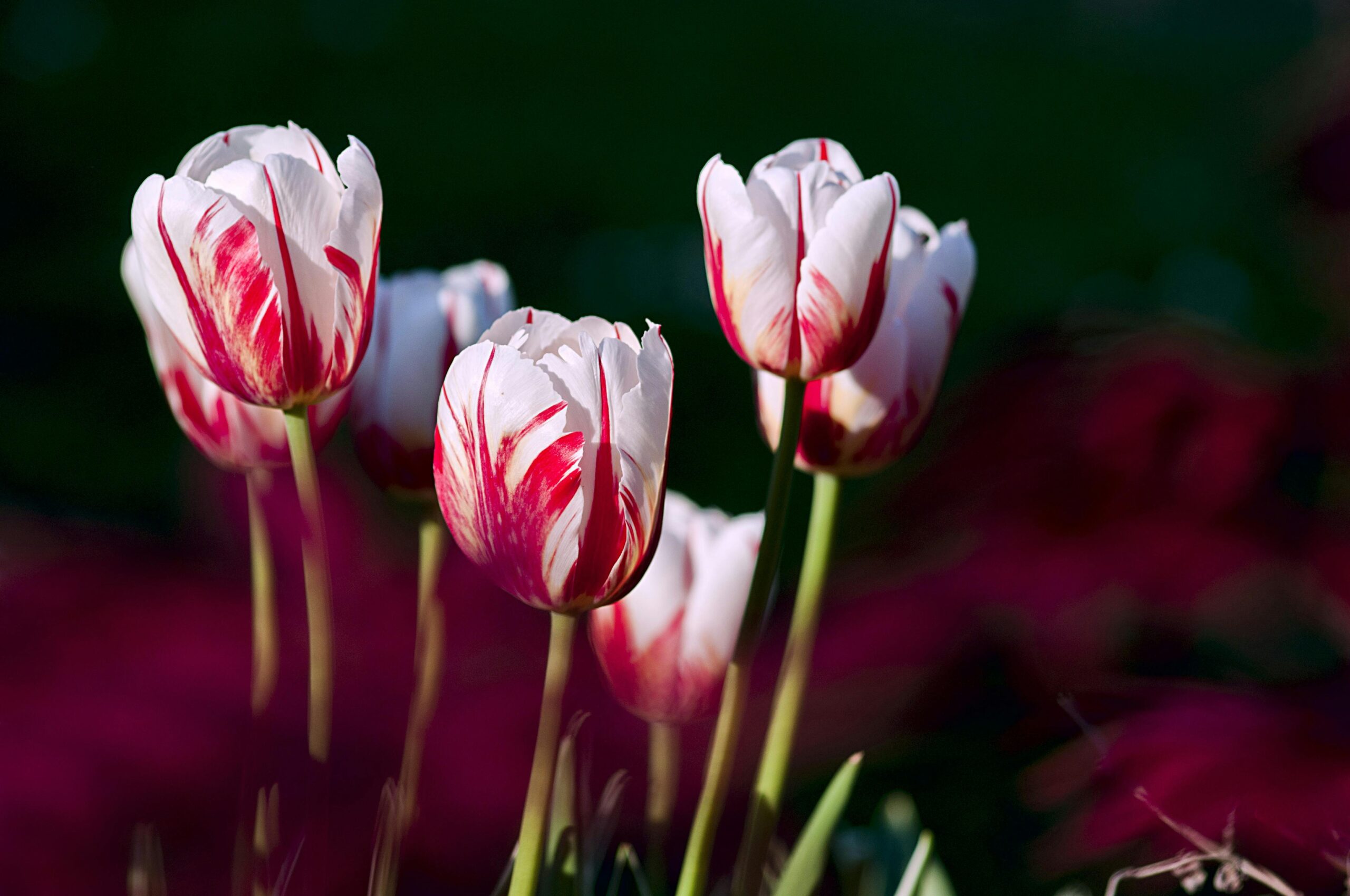 Titelbild Tulpenmanie